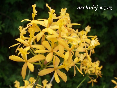 Epidendrum Ballerina 'Tropical'